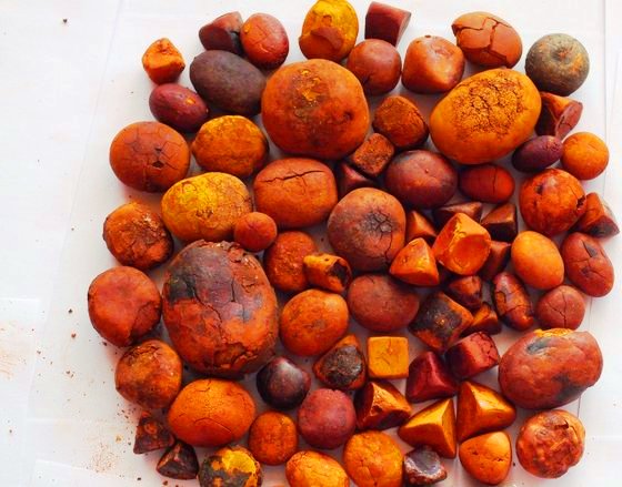 Доступные бычьи желчные камни и коровьи желчные камни для продажи