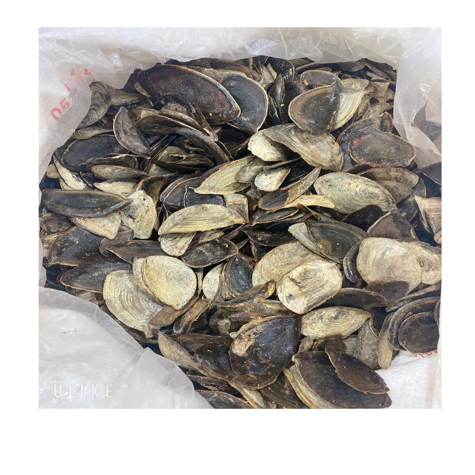 Wholesale Dry High Quality Operculum / Shell Seashell Murex Operculum Murex Snail