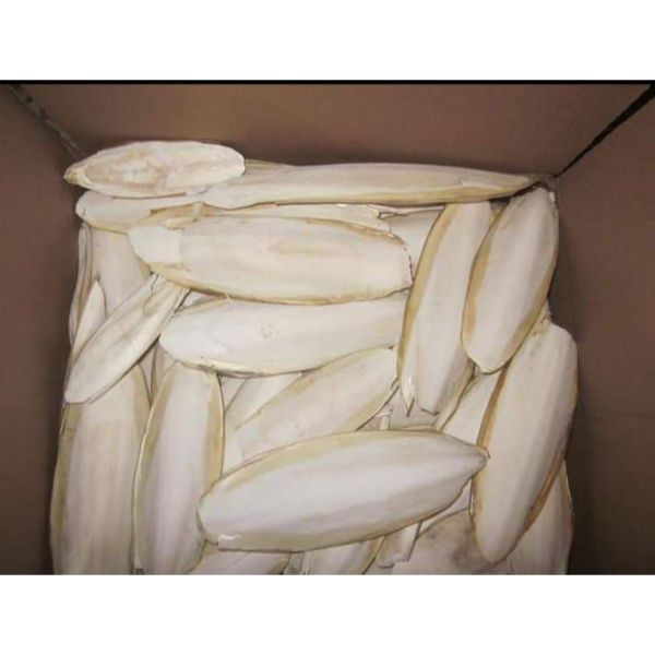 Dried cuttlefish bone available