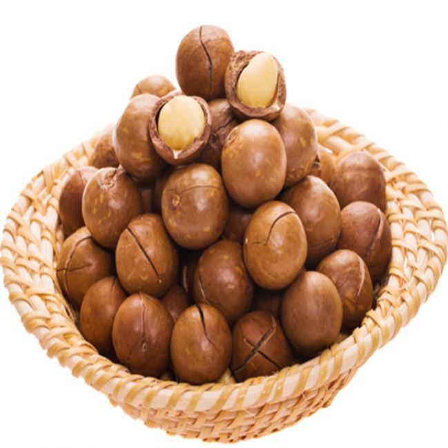 Cheap Price Natural Macademia Nuts/ Bulk Quality Macadamia Nut/Raw Macadamia nuts..