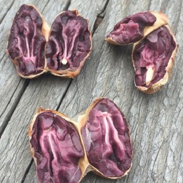 Good quality Dried Grade A Cocoa/ Cacao/ Chocolate bean