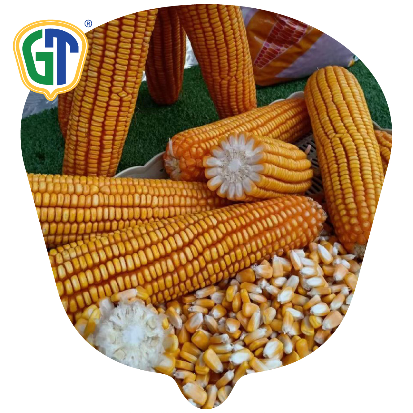 Vegetable Seeds Agricultural Thailand Sweet Hybrid Corn Seeds 709 With Phytosanitary Certification