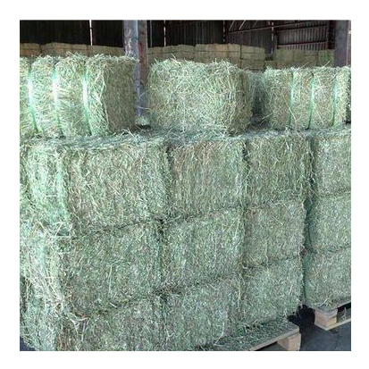 2020 Bulk Alfalfa Hay / Cattle Alfalfa Hay / Alfalfa Baled