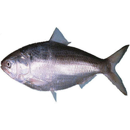 Замороженная рыба Hilsa/молочная рыба (Tenualosa) Цельная круглая