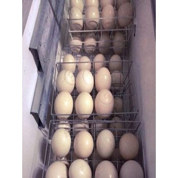 Свежие яйца для стола, яйца Страусиные, яйца куриные, яйца индейки свежие коричневые яйца для стола