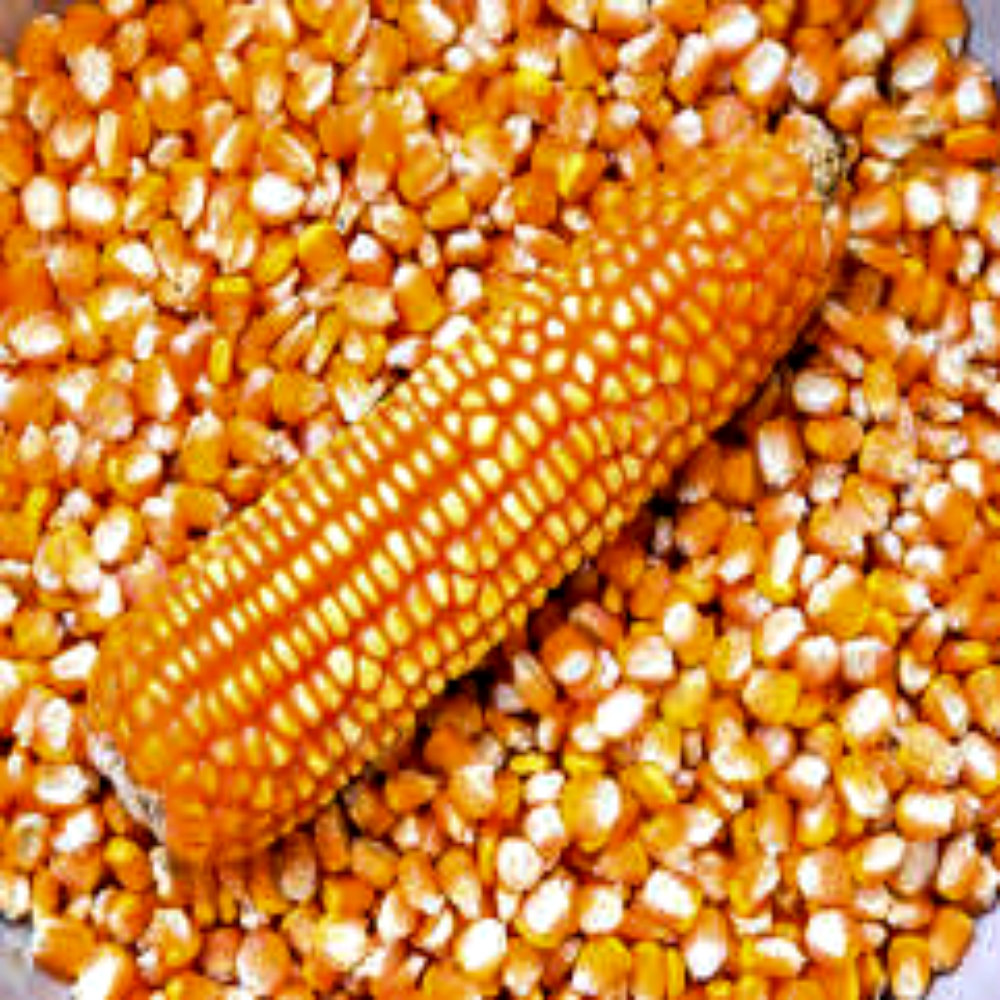 Non GMO White and Yellow Corn/Maize