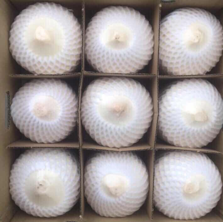 Young coconut / Young fresh coconut Vietnam