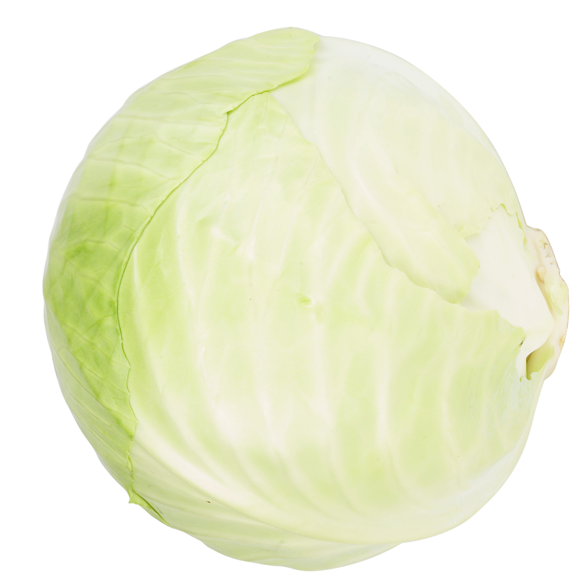 Fresh Cabbage