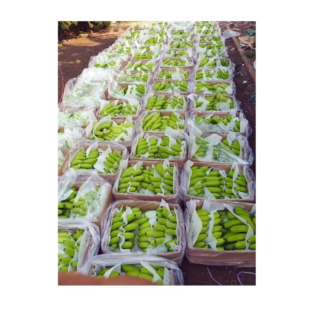 Vietnam factory sale price frozen banana for fresh fruit export cavendish banana new harvest 2022( whatsapp 0084587176063)