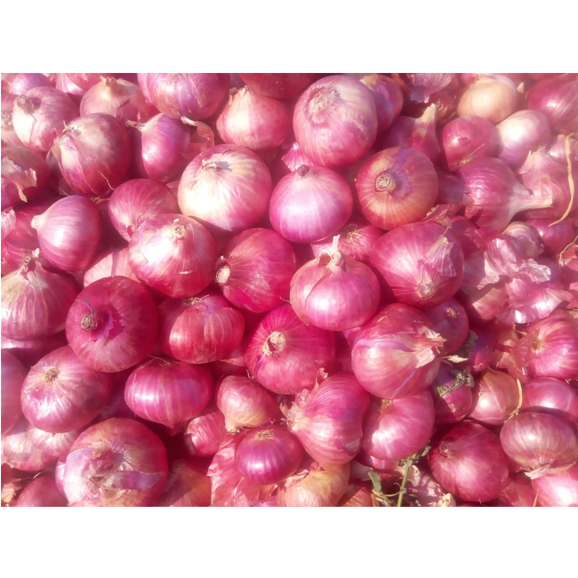 Onion
