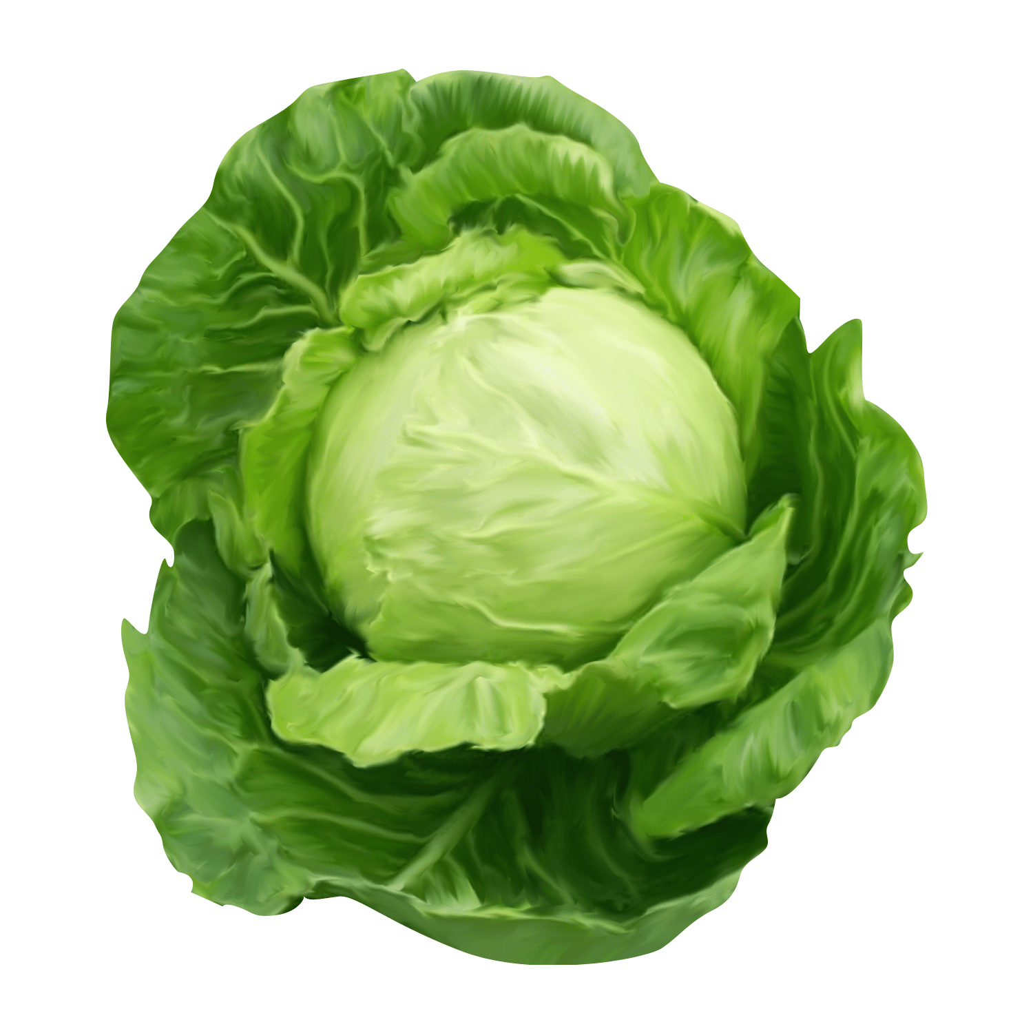 Fresh Green Ball Cabbage Available For Sales
