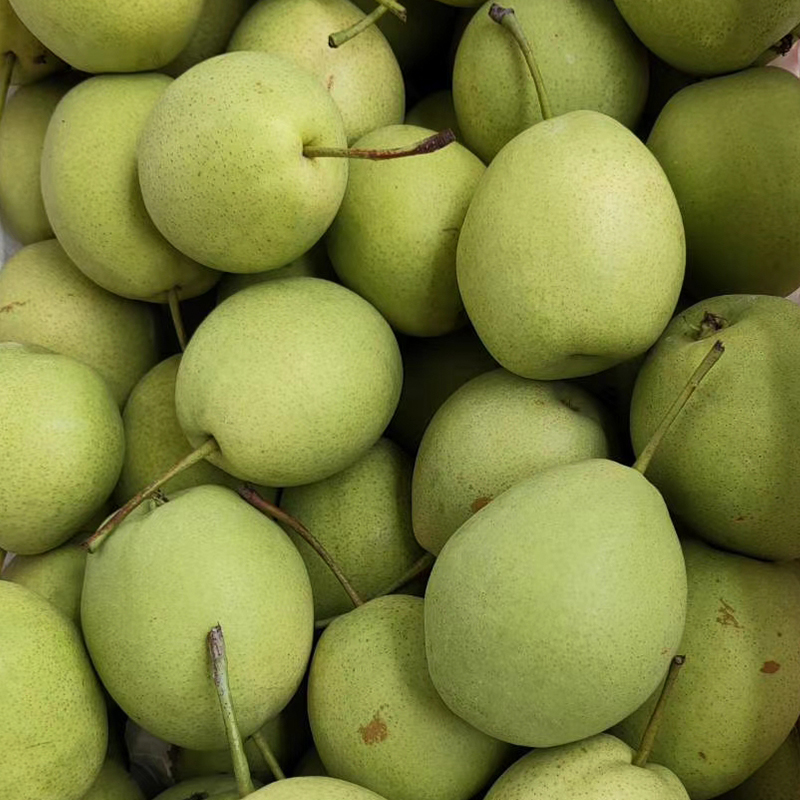 Best Quality Fresh Pear Available