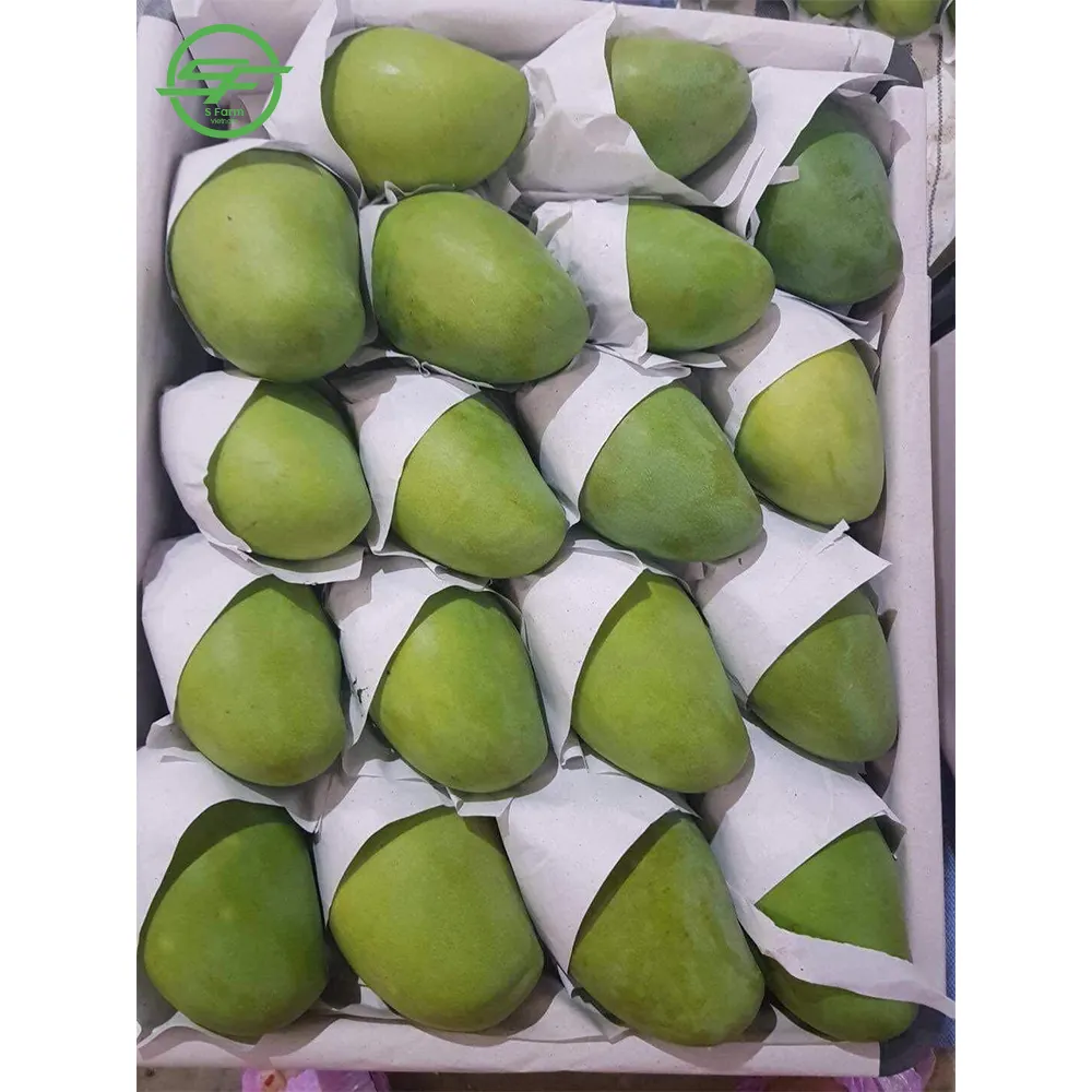 Mango a Grade Natural Sweet Green and Yellow Organic Cultivation with Phytosanitary Certificate Certification Fresh 80% Maturity