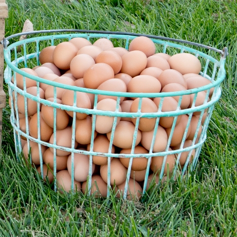 Органические свежие куриные яйца для продажи