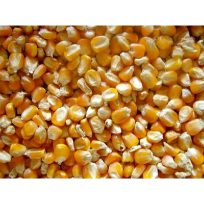 Yellow Maize Yellow Corn for sale Fresh common cultivated Yellow maize corn for sale