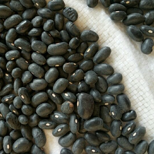 Black eye Beans