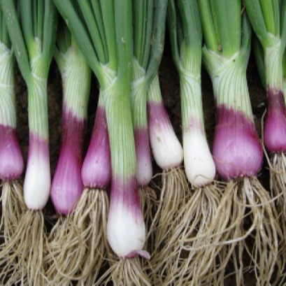 Apache Scallion, Purple