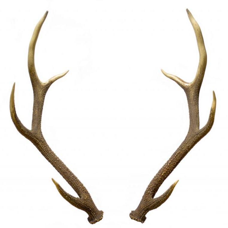 Олени Whitetail, олени, пучок, качественные олени