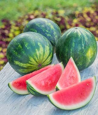 Natural Fresh Sweet Water Melons Available