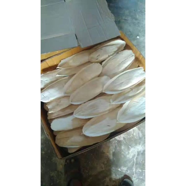 White Cuttlebone Available With Best Export Quality