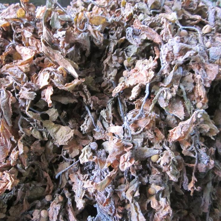 Dried Sargassum Seaweed Animal Feed