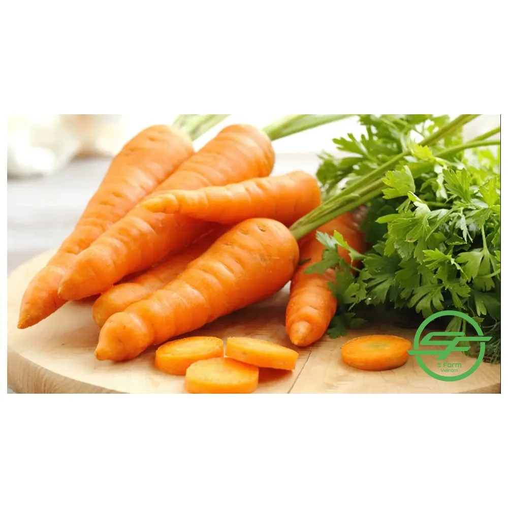 New crop Vietnamese carrots wholesale top natural orange carrots