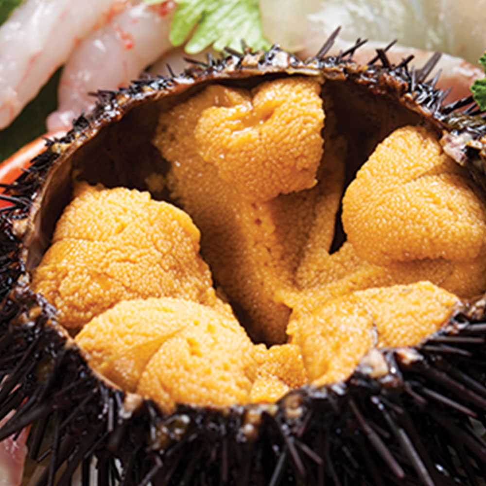 frozen sea urchin / fresh sea urchin / dried sea urchin for sale