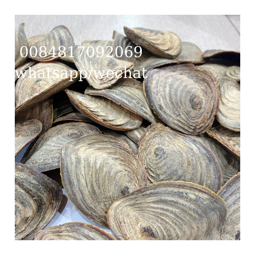 Огромные ракушки CHICOREUS RAMOSUS ракушки
