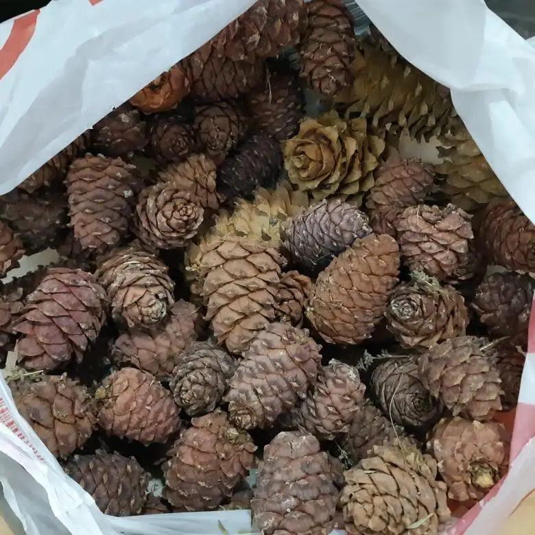 Russian Wholesale Delicious Pine Nuts Kernel Price / cedar pine nut kernel