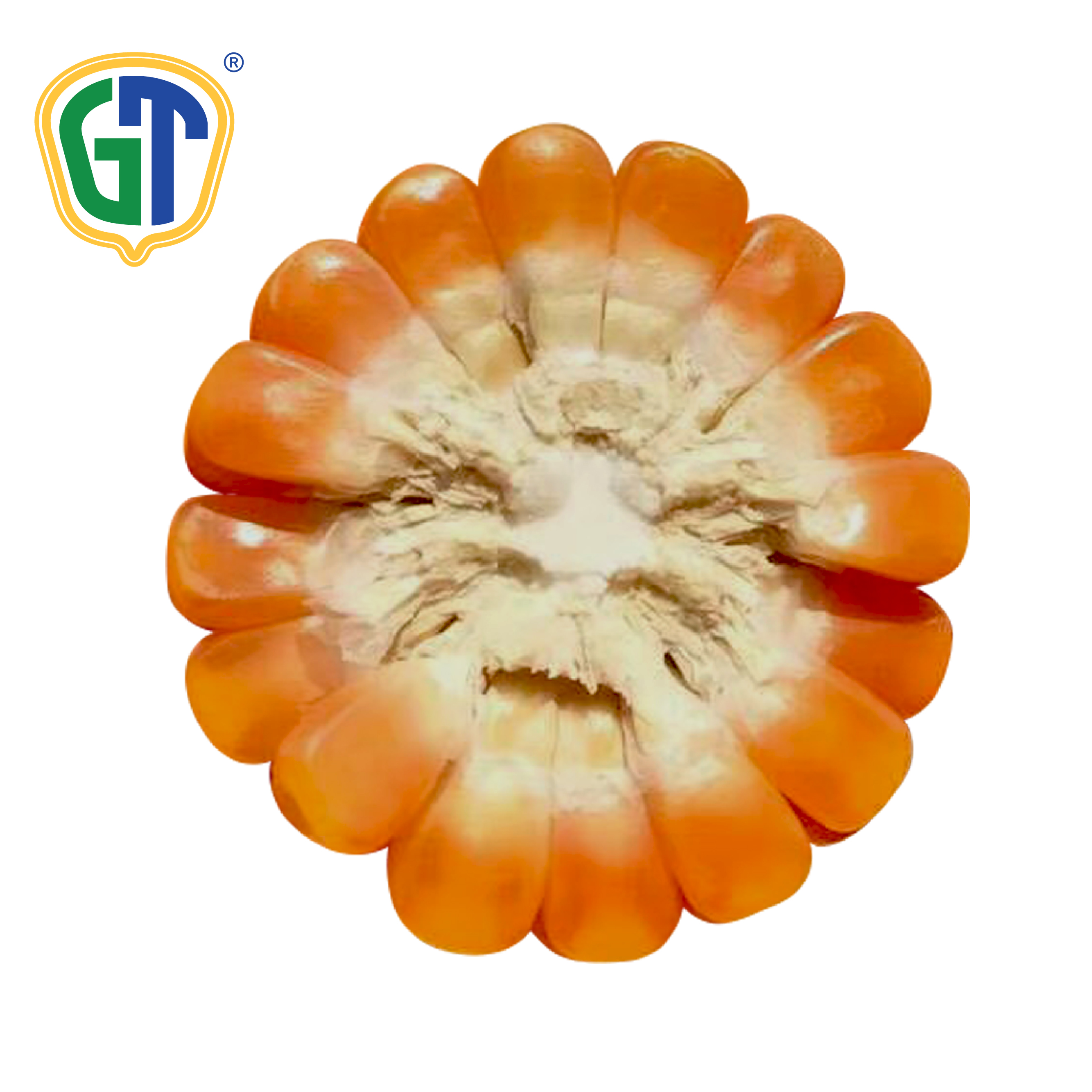 Flint Semi Flint Kernel Type Deep Orange Kernel Color Medium Maturity Drought Tolerance Hybrid Corn Seeds
