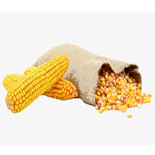 Best Quality High Protein Natural Dried Yellow Maize for Animal Feed