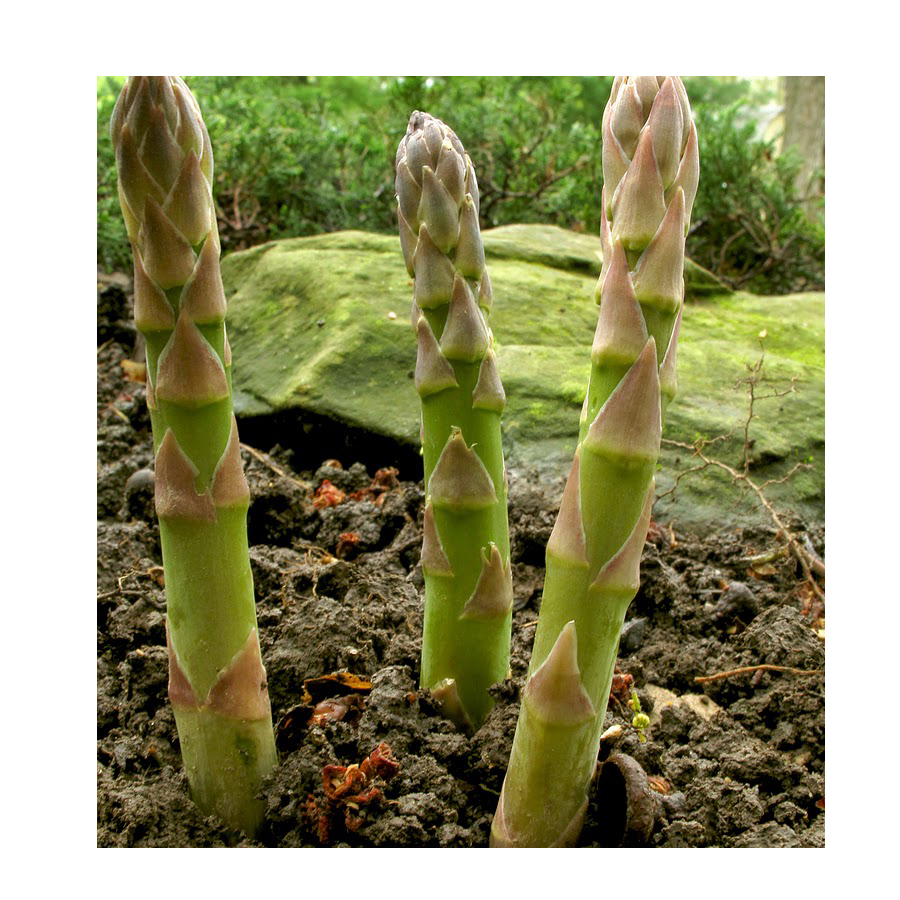 Grow Asparagus/Planting Asparagus Roots - Supplier for the big volume of green asparagus from Vietnam 2021