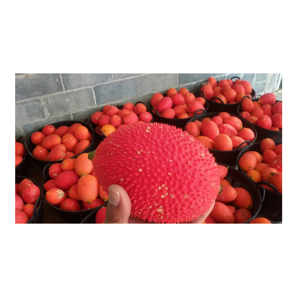 New Product Dried Gac fruit whosale dry gac fruit for herbal supplements With factory manufacturer price
