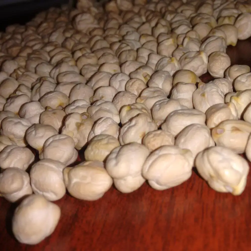 high quality dried Chickpea/chick peas competitive price/chickpeas kabuli