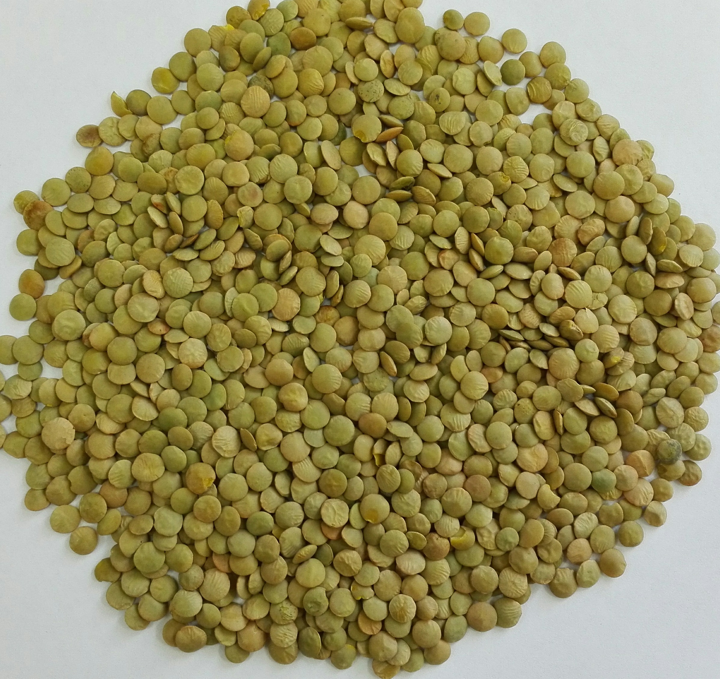 Green lentils of Russian origin