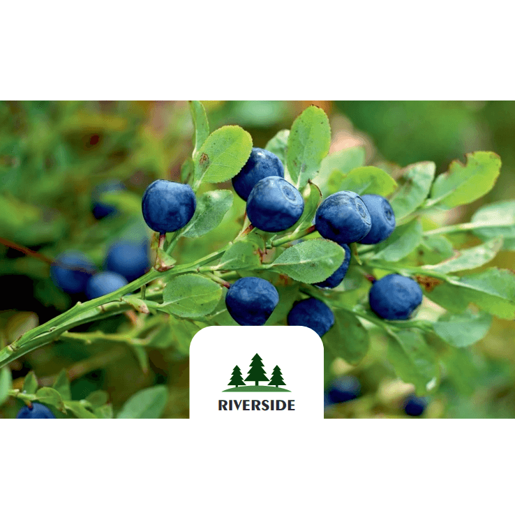 Eco-Friendly Plastic Trays GOST Standard Prepackage Fresh / Frozen Tasty And Enriched Huckleberry Berries