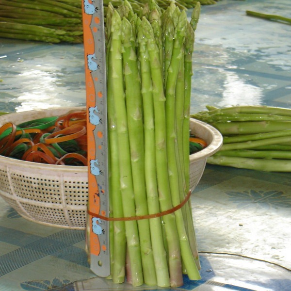 Asparagus fresh size AA jumbo