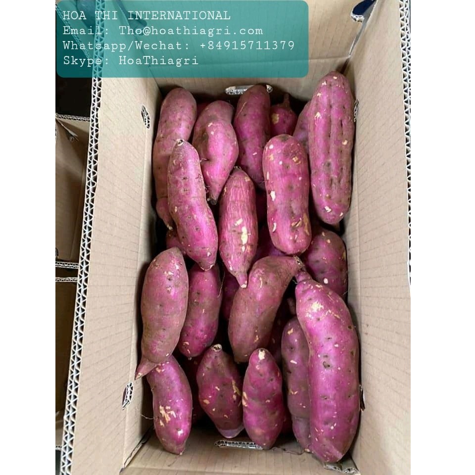 Картонные коробки общего типа культивирования 100% натуральный 170-450 кг высококачественный Сладкий Картофель Из Вьетнама