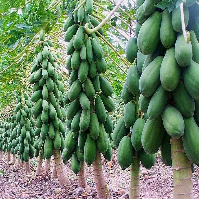 Органический папайя для продажи