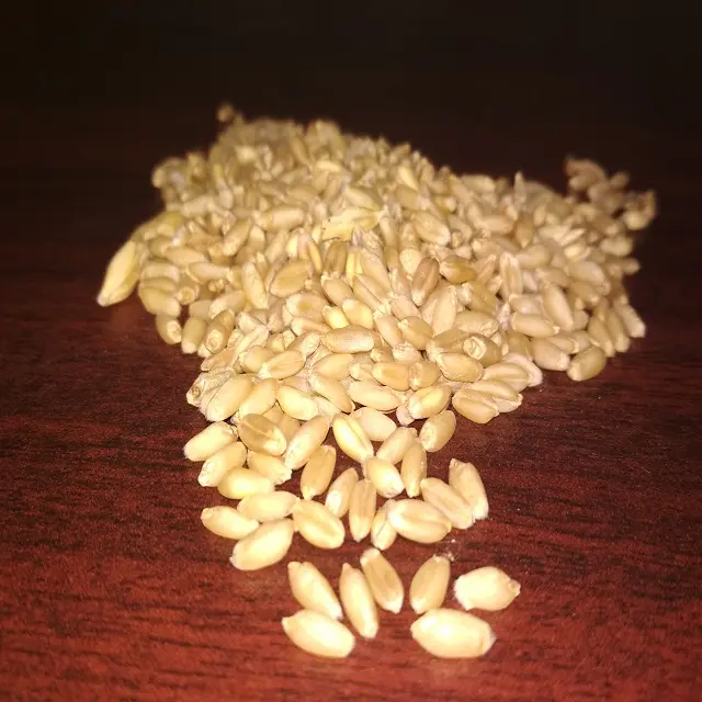 Bulk Supplier of Wheat Grain / Whole Wheat Exporter