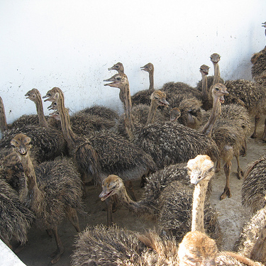 Ostrich chicks and fertile ostrich eggs