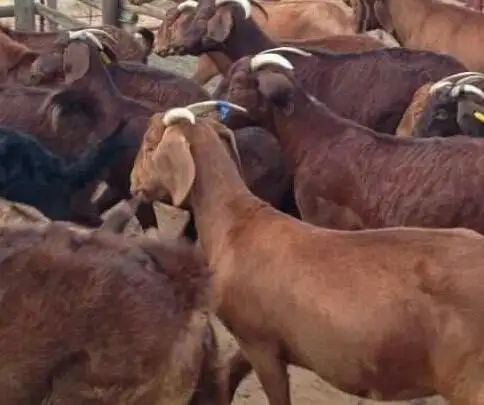 Healthy Kalahari goats For Sale