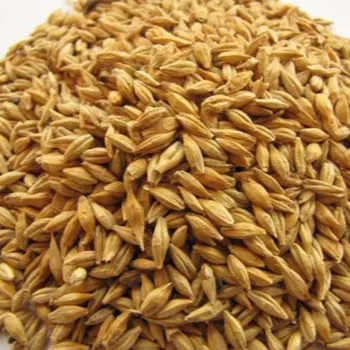 2021 Hot Sale New Crop Wholesale Barley Grain Prices in USA