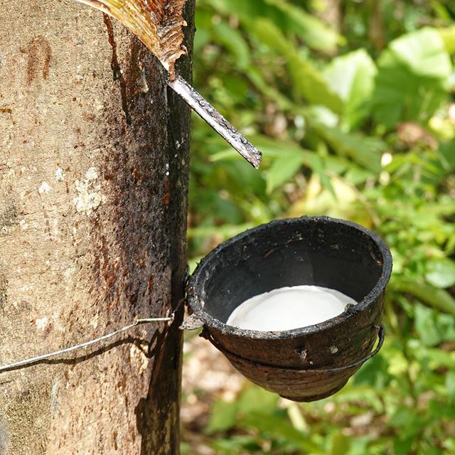 HA 60% DRC натуральный каучук концентрированный высокий аммиак латекс