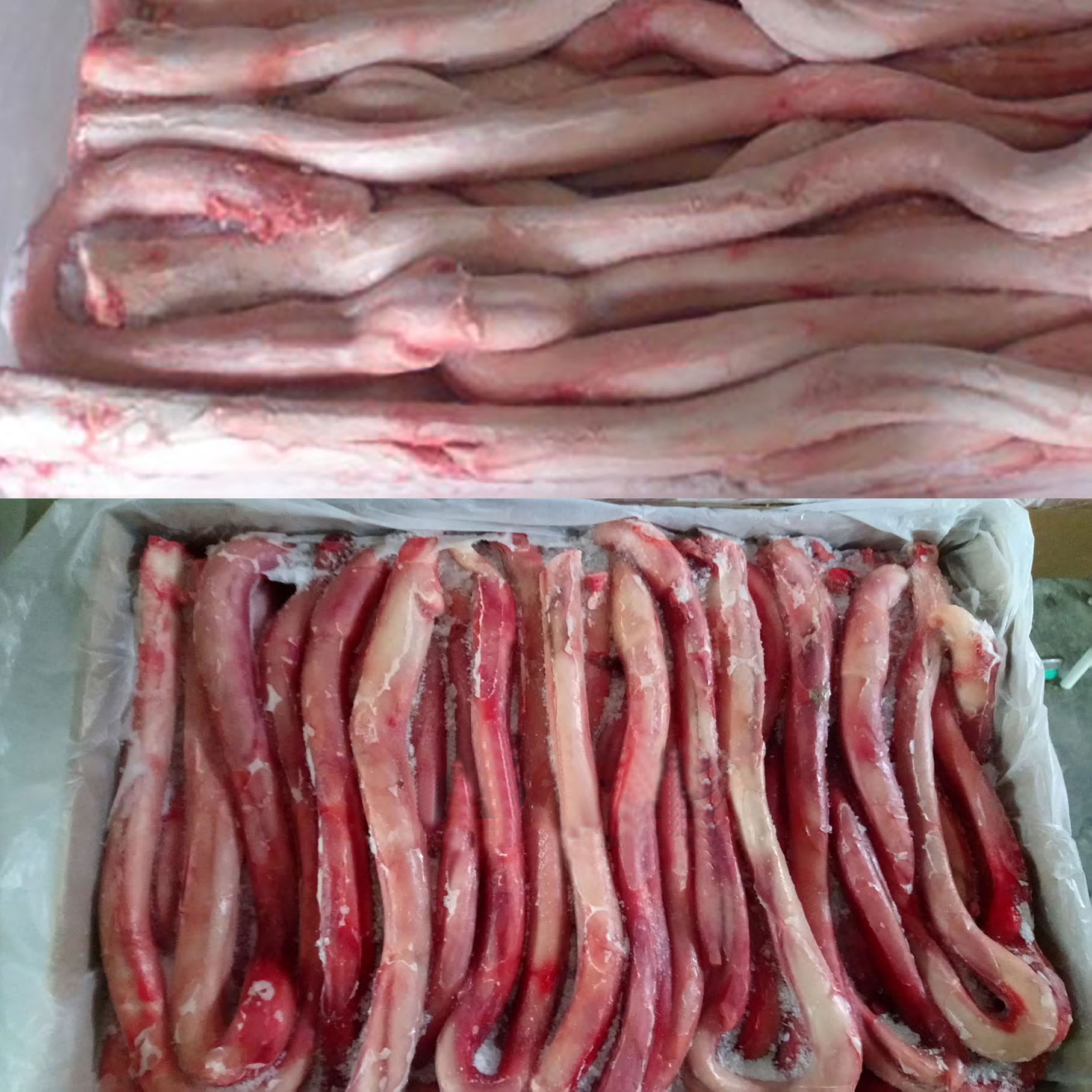 Замороженного мяса говядины собака чаша