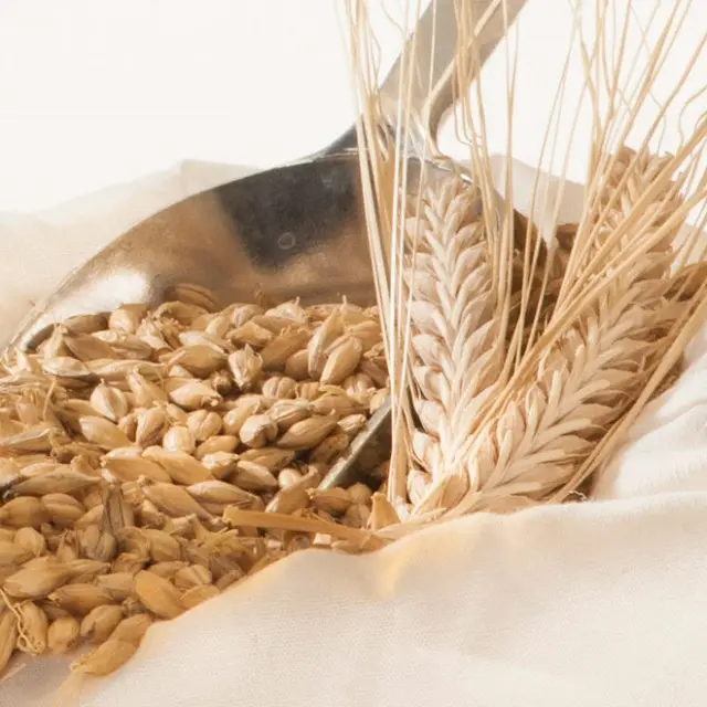 Cheap Market Price Barley Feed for Animals Ukraine