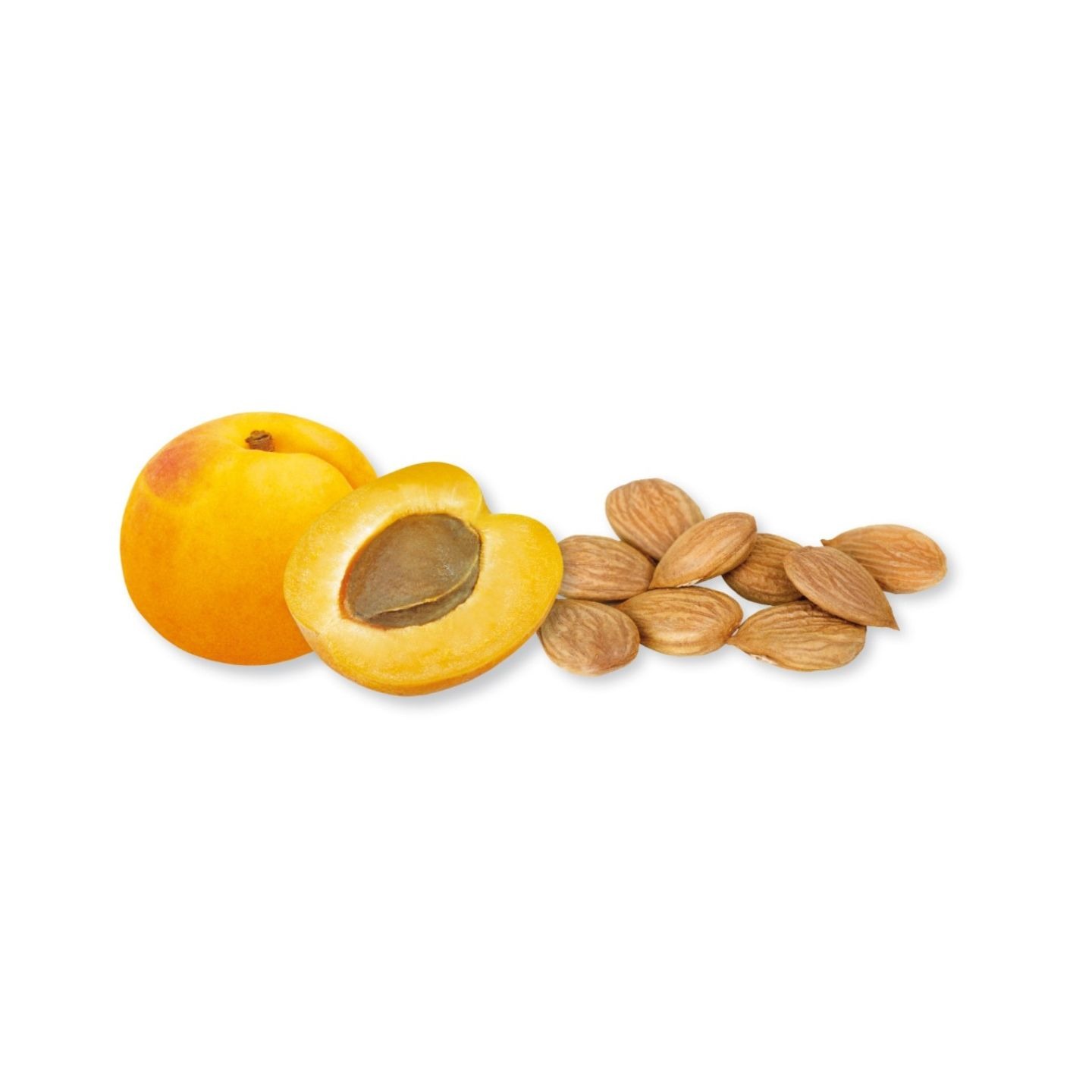 Best Price Halal Sweet Apricot Kernels and Nuts for Snack for Sale