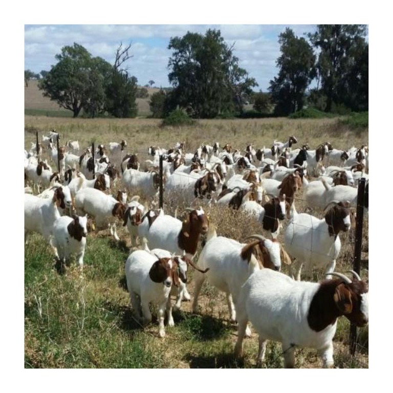 Качественная козья птица Boer для продажи, низкая цена