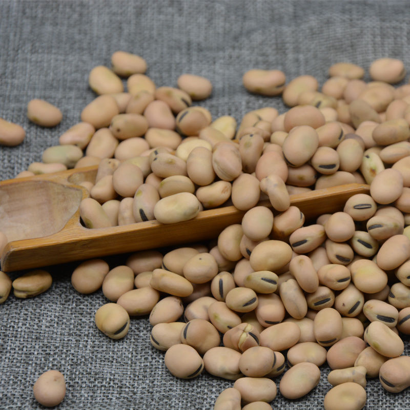 Dried Broad Beans Fava Beans With Best Price