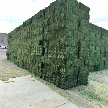 Alfafa Hay Feed/ Dehydrated Alfalfa cubes ready for Export